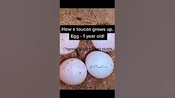 How a toucan grows up. Egg- 1 year old.