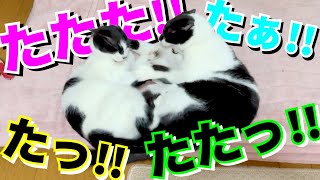 【ねこ動画】ねこ「え？まだ、なんかする気？」「あたたたたーーーっ!!」