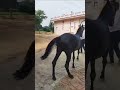 Black marvadi horse  irf mani viral tujhe dhundhati hai pagal nigahen