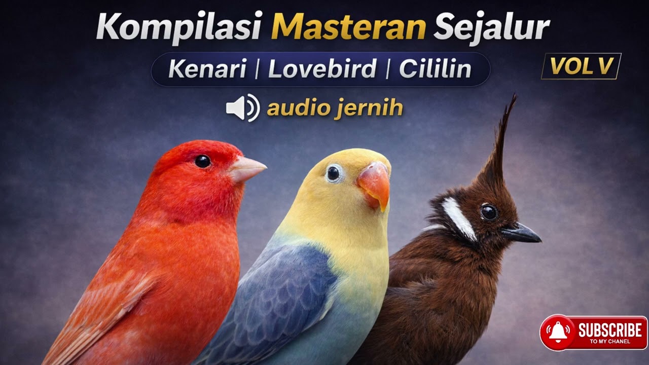 MASTERAN SEJALUR KENARI LOVEBIRD CILILIN MEWAH