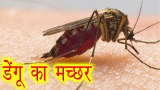 सावधान!! डंक मारने को तैयार है डेंगू के मच्छर || पहचान और उपाय || Ayurved Samadhan सावधान!! डंक मारने को तैयार है डेंगू के मच्छर || पहचान और उपाय || Ayurved Samadhan