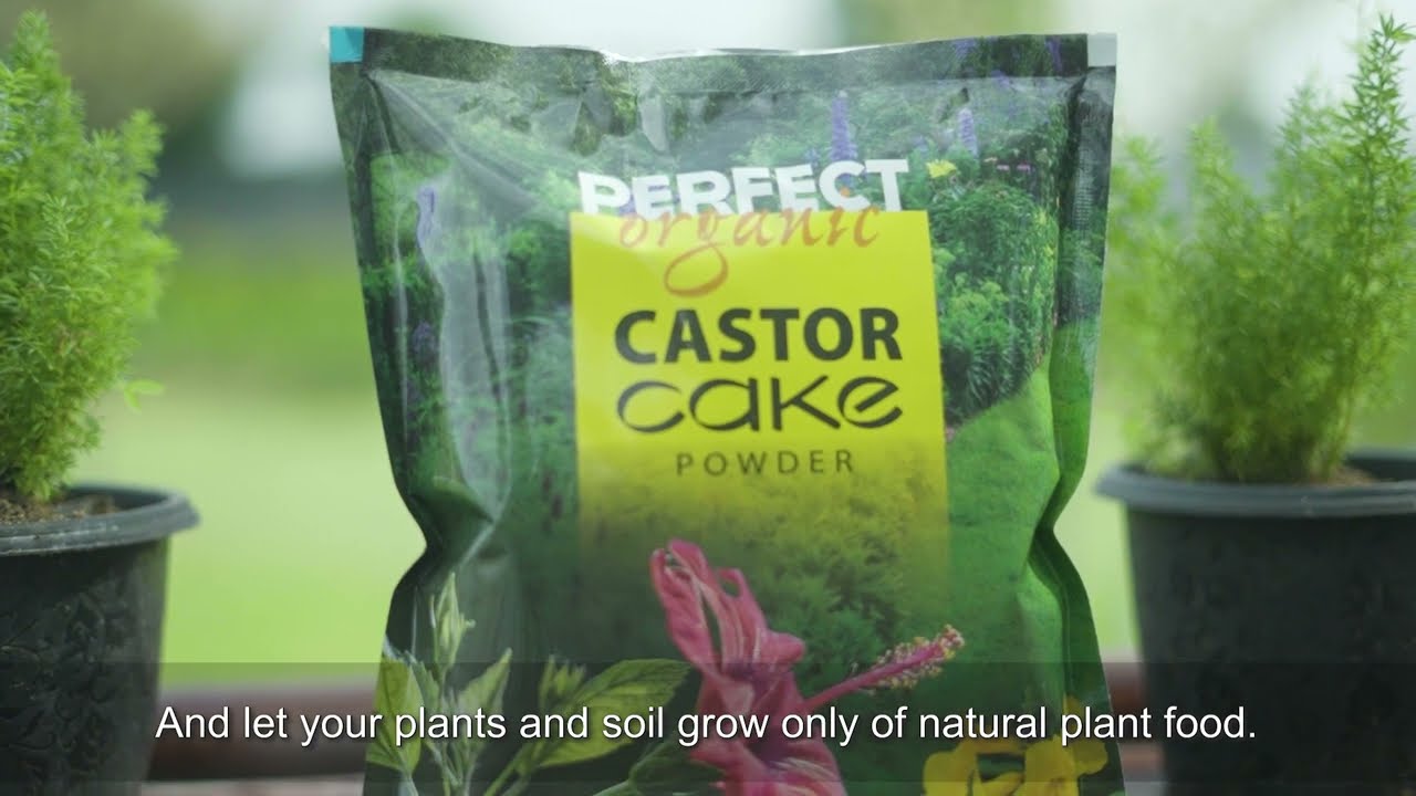 How to Use Divinetree 100% Organic Castor Cake Powder | Why Use Castor Cake Fertilizer 