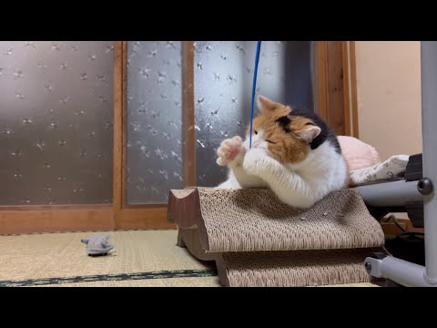 三毛猫】ちょっとだけ遊んでくれたミケ（2024年8月11日） - YouTube