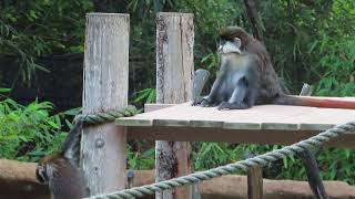 Allen's Swamp & Schmidt's Red-Tailed Monkeys | San Diego Zoo (11/18/25)