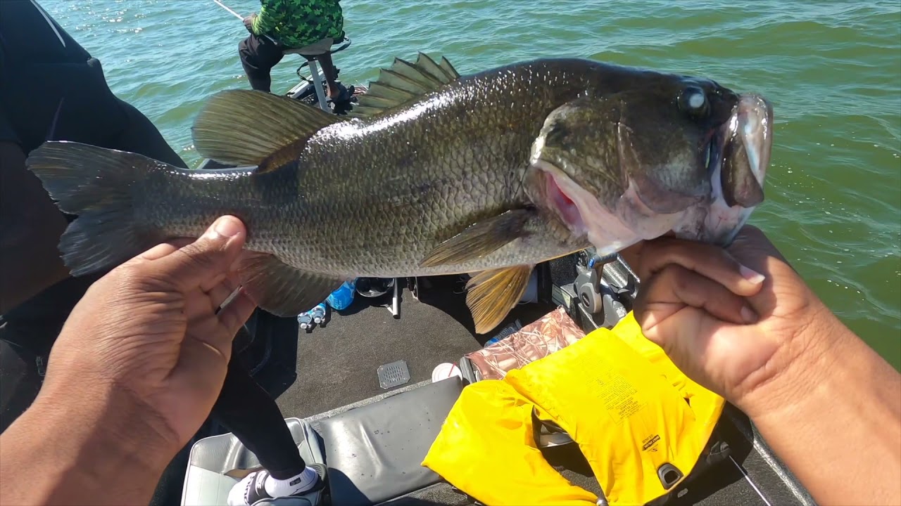 Bass Fishing Lake Ray Hubbard (must Watch)