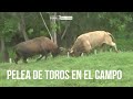 PELEA DE TOROS EN EL CAMPO BRAVO