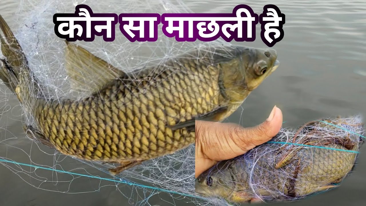 यह मछली का क्या नाम है आप बता सकते हैं|| yah machhali ka kya naam hai aap bata sakte hain || #vlog