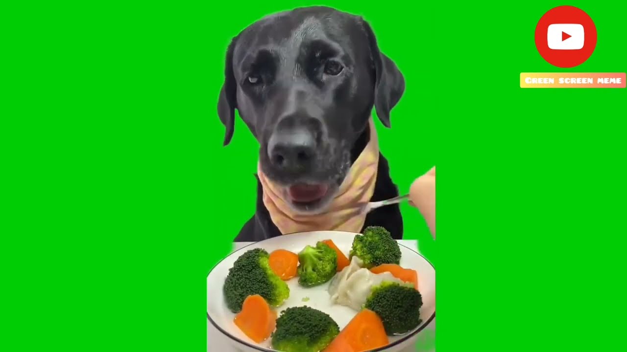 mukbang Green screen meme,food,asmr,funny