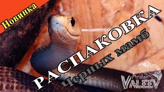 видео: Распаковка пары черных мамб!)) картинка: Распаковка пары черных мамб!))