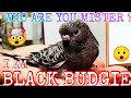 How to get black budgies | Is black budgies are possible | #Tamil | #Budgies | #lovebirds |