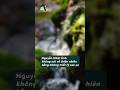 "Chỉ cần nhìn thấy màu xanh của cây lá thôi, lòng người cũng thấy bình yên hơn một chút..." #dnhome