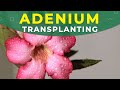 Adenium transplanting  pruning  desert rose care