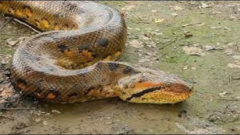 Dangerous Python Snake Rescued from a fishing net by daredevil .