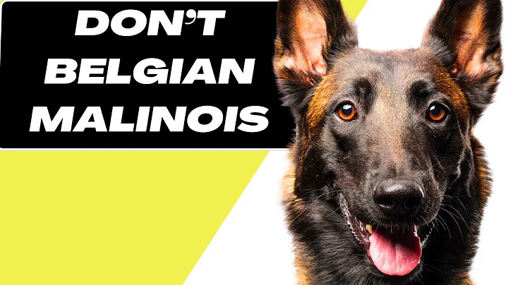 7 Reasons You SHOULD NOT Get A Male Belgian Malinois