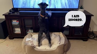 Schnauzer's HILARIOUS Reaction to Watching TV for the First Time