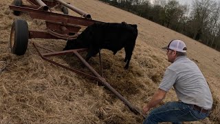 I SAVED a steer's life! by PatrickShivers 2,180 views 3 months ago 13 minutes, 11 seconds