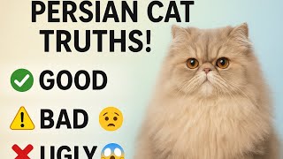 Owning a Persian Cat 🐱 | The Good, The Bad & The Ugly Truths
