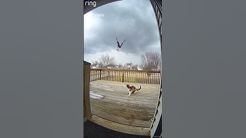 Cat Fights Off Eagle Attack (Caught On Ring Camera)