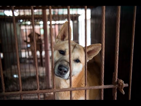 A day in the life of a dog meat dog