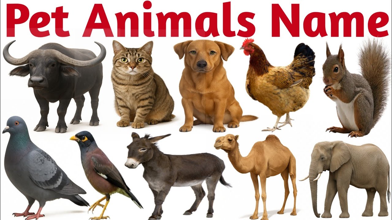 20 पालतू जानवरों की दुनिया |20 Pets Names in English for Kids Early Learning and Vocabulary Building