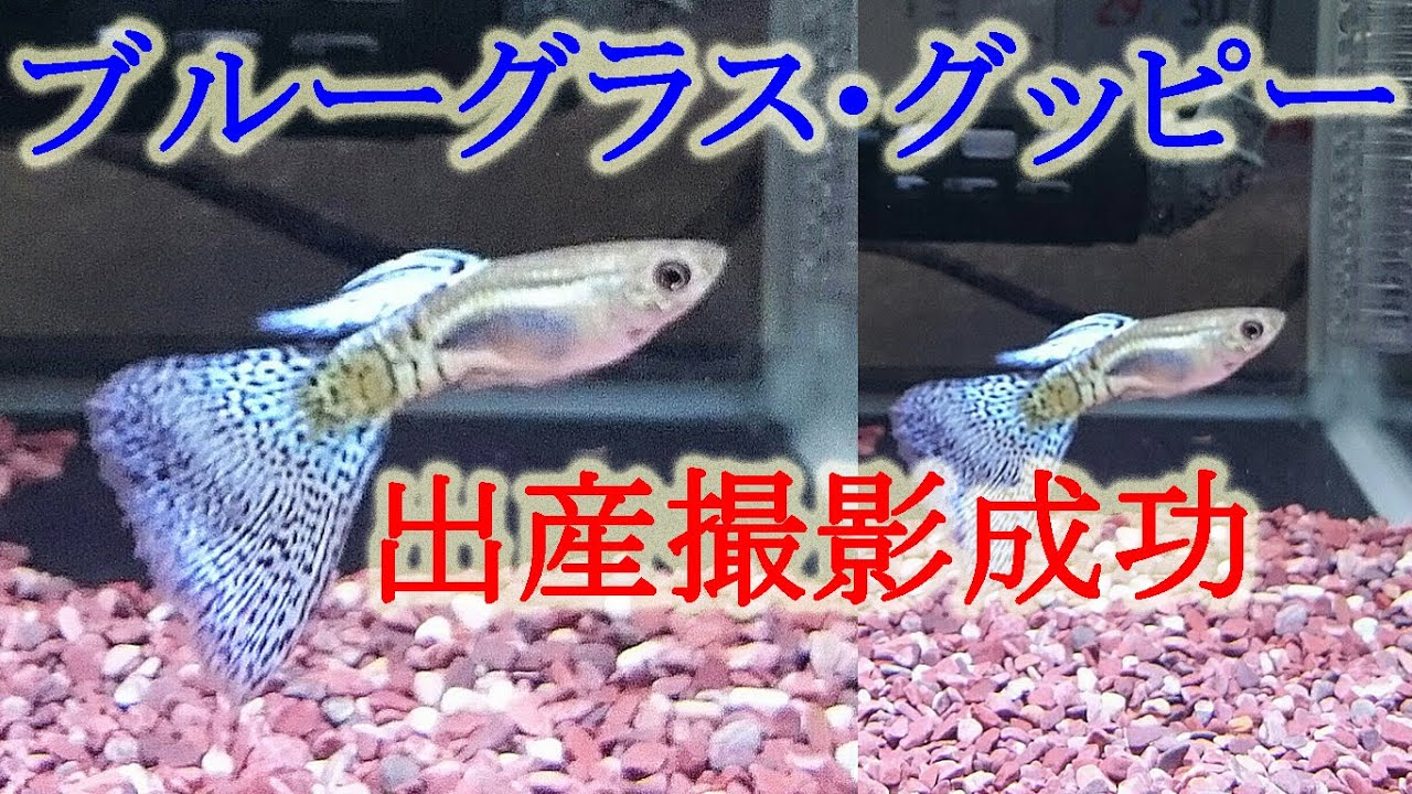 ブルーグラスグッピー が稚魚を出産する貴重な瞬間を撮影 184 Youtube ブルーグラスグッピー が稚魚を出産する貴重な瞬間を撮影 184 Youtube