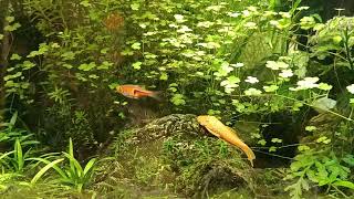 Tranquil Underwater World: ASMR Planted Aquarium Bliss #aquascape #plantedtank screenshot 5