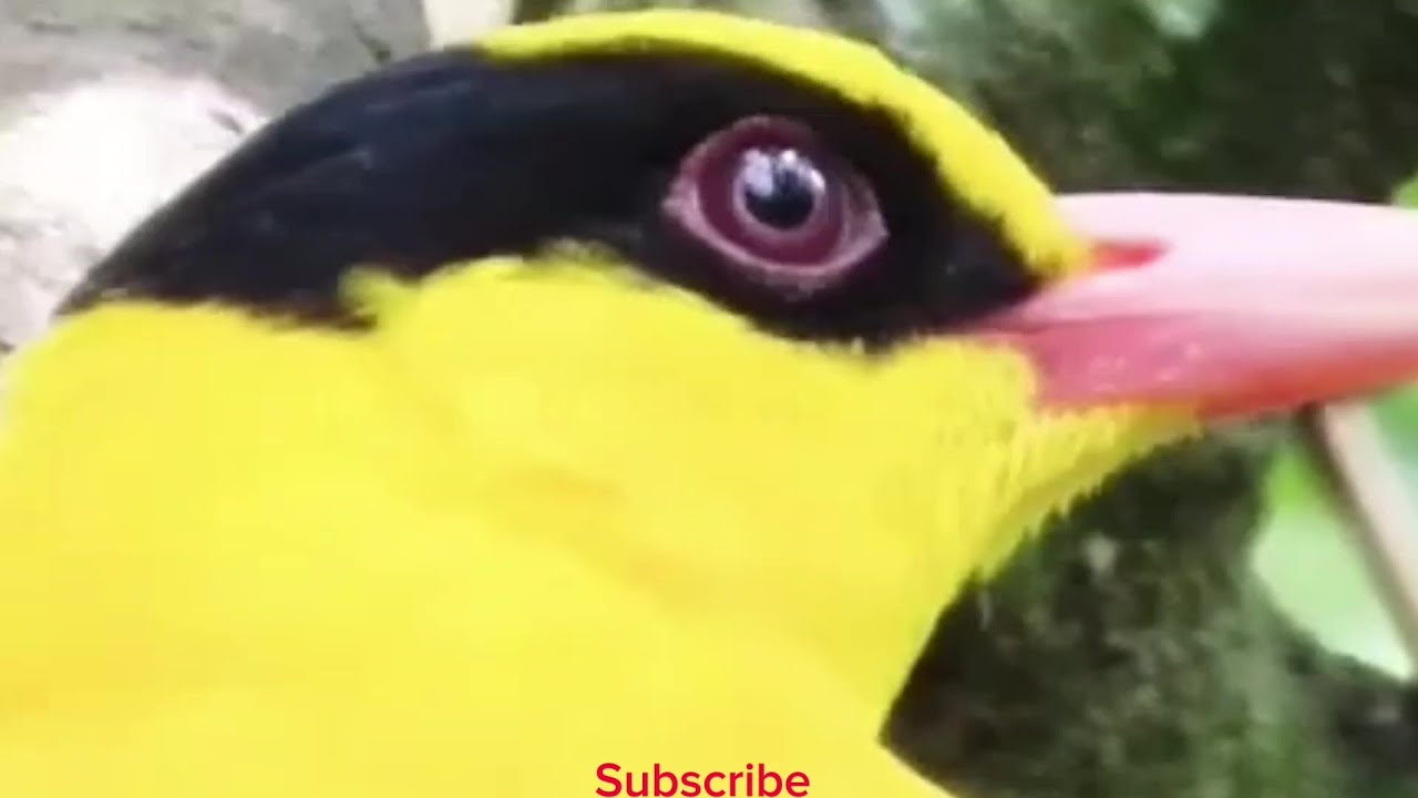 Black naped oriole singing song | Relaxing sound of bird call | Stress relief