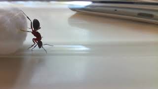 Raptiformica Sanguinea. Кроваво-красный муравей рабовладелец.