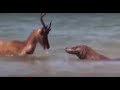 Amazing Komodo Dragon Attacks Deer, buffalo with a bite   -- Coby on