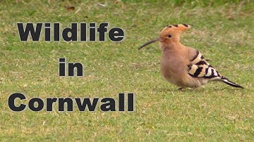 Wildlife in Cornwall - Hoopoe, Spoonbill, Great Spotted Woodpecker, Redpoll and More