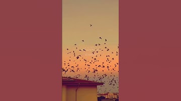 زعم الذين كفروا أن لن يبعثوا /سورة التغابن القارئ ياسر الدوسري#قرآن_كريم #حالات_واتس