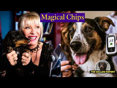 Magical Chips | The Willow Report