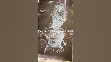 TÔM CÁ SÔNG GHE CÀO - ĐẶC SẢN CÁ SÔNG THIÊN NHIÊN AN GIANG