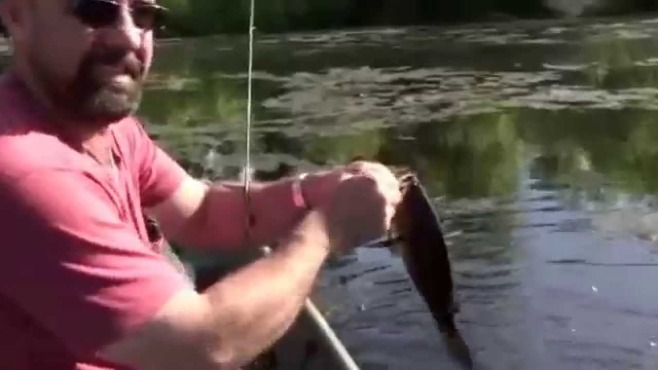 2 Largemouth Bass on a Zoom lizardFreshwater Fish Long Island YouTube