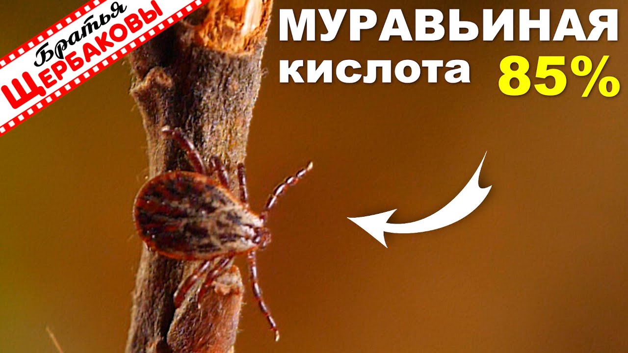 КЛЕЩИ и концентрат 85% МУРАВЬИНОЙ КИСЛОТЫ! Адский запах против ...