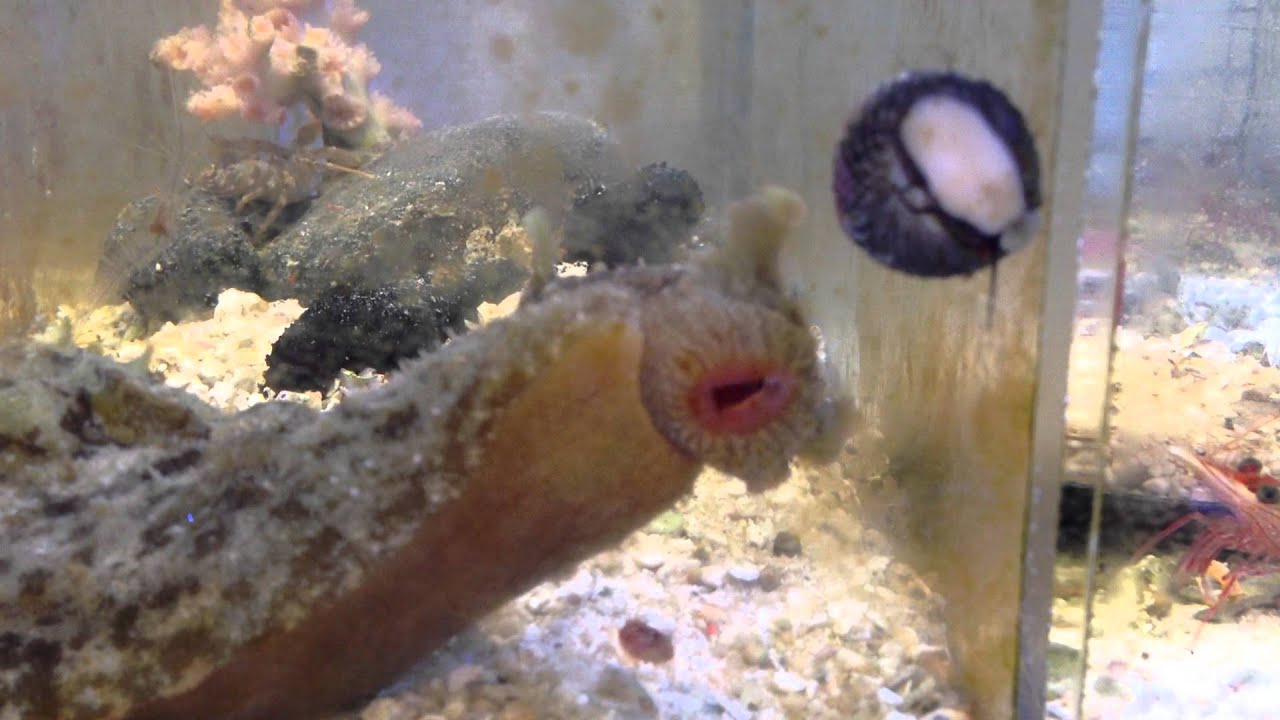 タツナミガイ 海水魚 貝 ウミウシ ナマコ 海水魚ショップ やどかり屋 タツナミガイ 海水魚 貝 ウミウシ ナマコ 海水魚ショップ やどかり屋