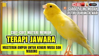 🔴KENARI GACOR PANJANG ISIAN MEWAH Cuit cuit Ngerol AMPUH untuk Pancingan kenari paud belajar bunyi