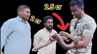ಎರಡು ತಲೆ ಹಾವು ಕೋಟಿ ರೂಪಾಯಿ ಬೆಲೆಬಾಳೋದೇಕೆ ? sand boa double headed snake worth crores of rupees ?