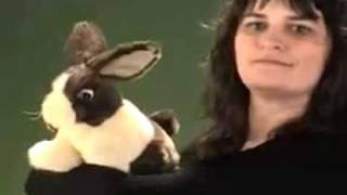 Holandský zakrslý králík - návod, jak ho ovládat