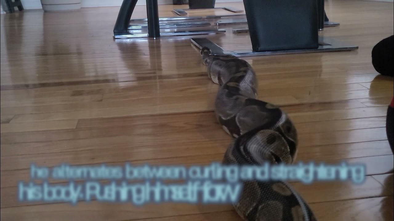 How Pythons Move - YouTube