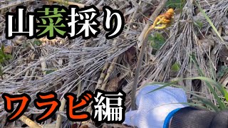 山菜採り名人にワラビの採り方を習う
