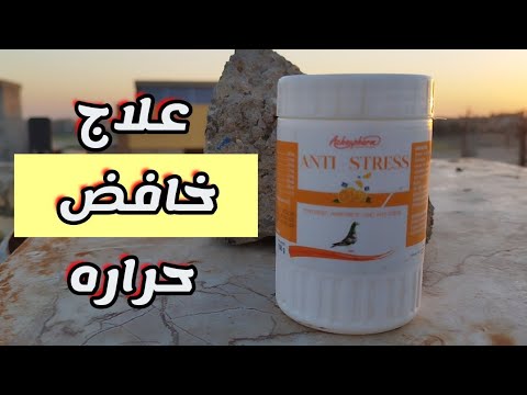 علاج خافض حرارة للطيور والهزيمه 35 دقيقه 22/6/2026
