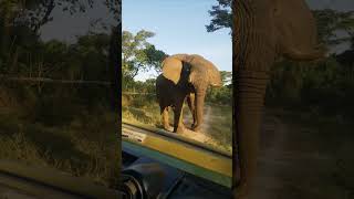 Elephant's Encounter and Surprising Greeting in a National Park