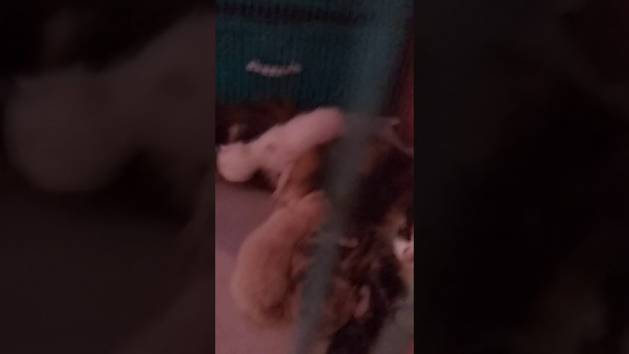 Anak kucing anggora umur 1 minggu 