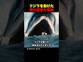 クジラを助けた男に起きた奇跡