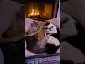 These Cats Won't Stop Cuddling #PetLife #Heartwarming