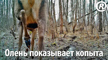 Олень показывает копыта. Наглядное пособие для следопытов. Крупный план, максимальная детализация.