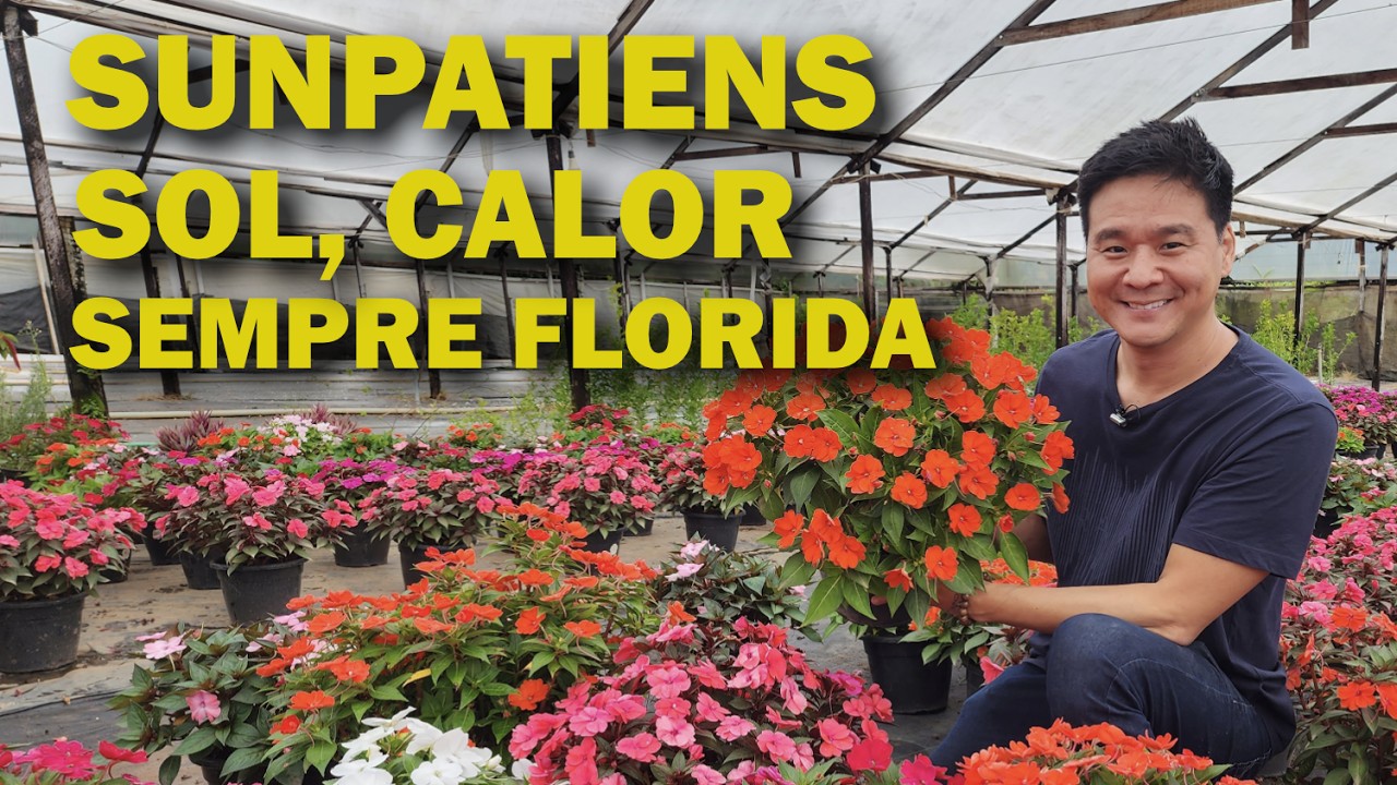 Sunpatiens - Flor para sol, calor, floresce o ano todo.