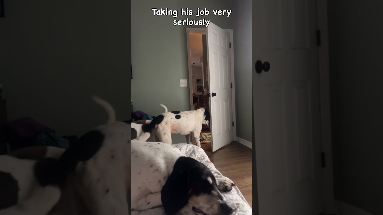 No dog left behind at bedtime ❤️