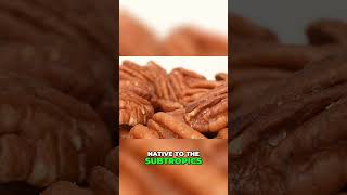 Unveiling Pecans: A North American Nut's Ancient Roots! #shorts